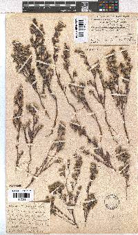 Erica capitata image