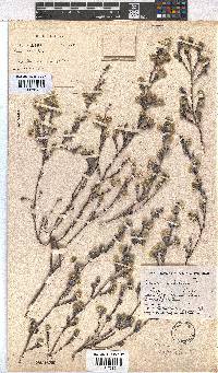 Erica capitata image