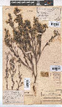 Erica capitata image