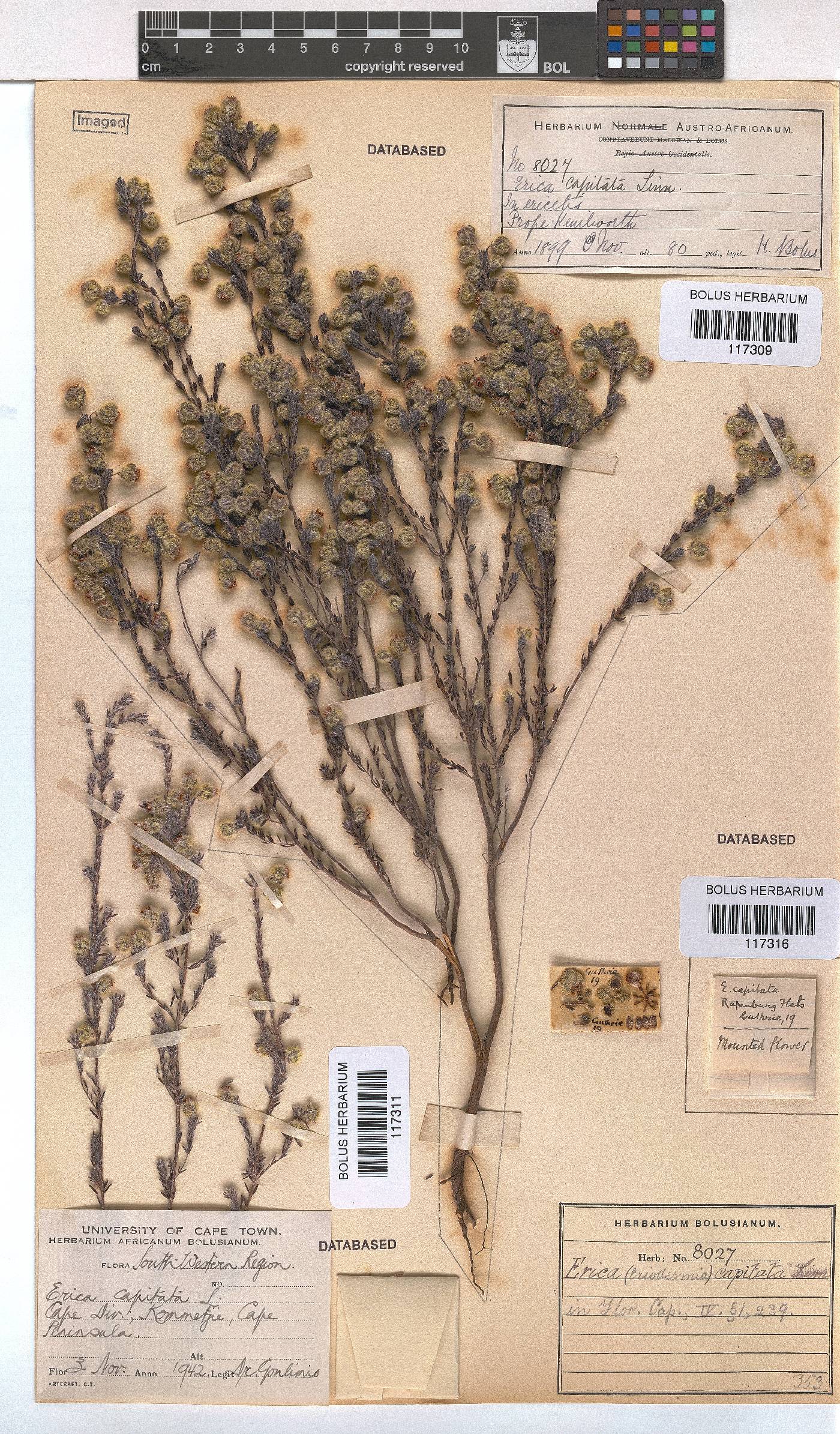 Erica capitata image