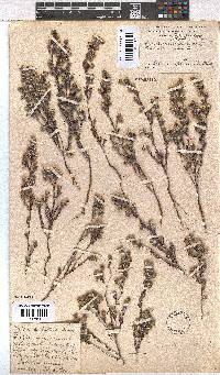 Erica capitata image