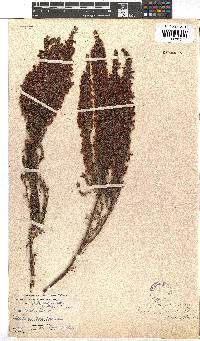 Erica pillansii image