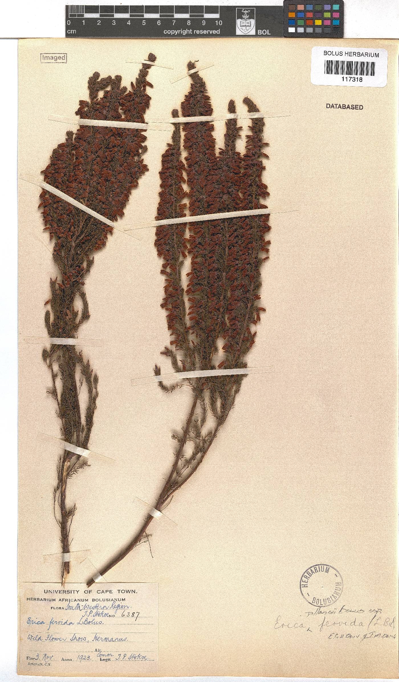 Erica pillansii subsp. fervida image