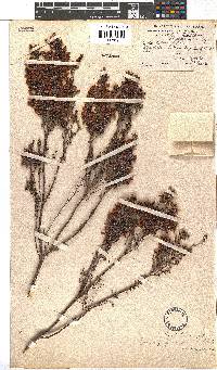 Erica pillansii image