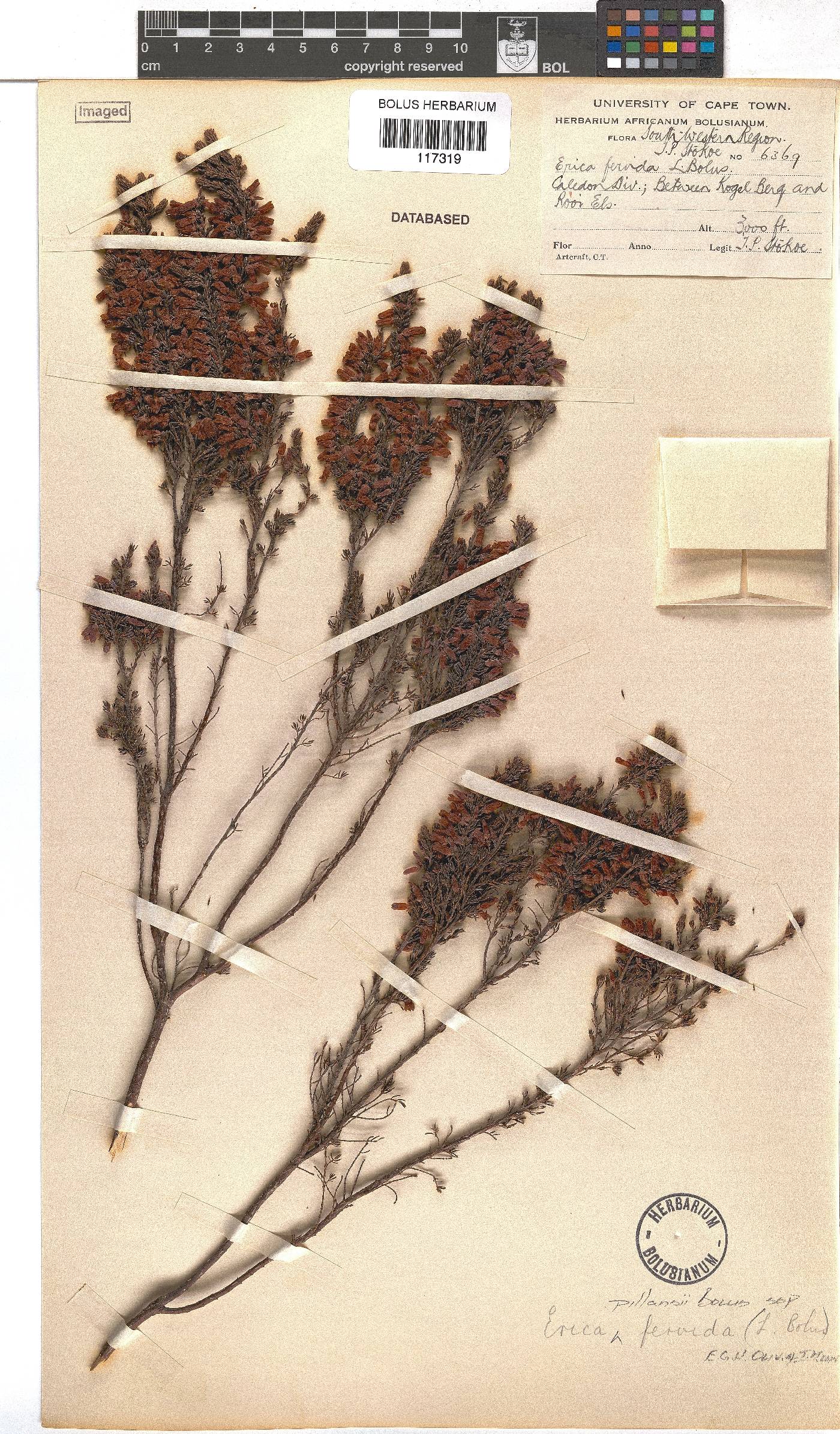 Erica pillansii subsp. fervida image