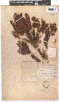 Erica pillansii subsp. fervida image