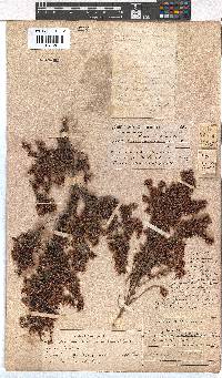 Erica diotiflora image