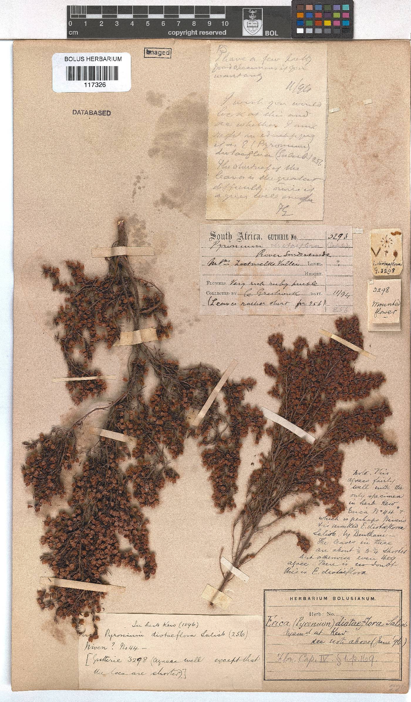 Erica diotiflora image