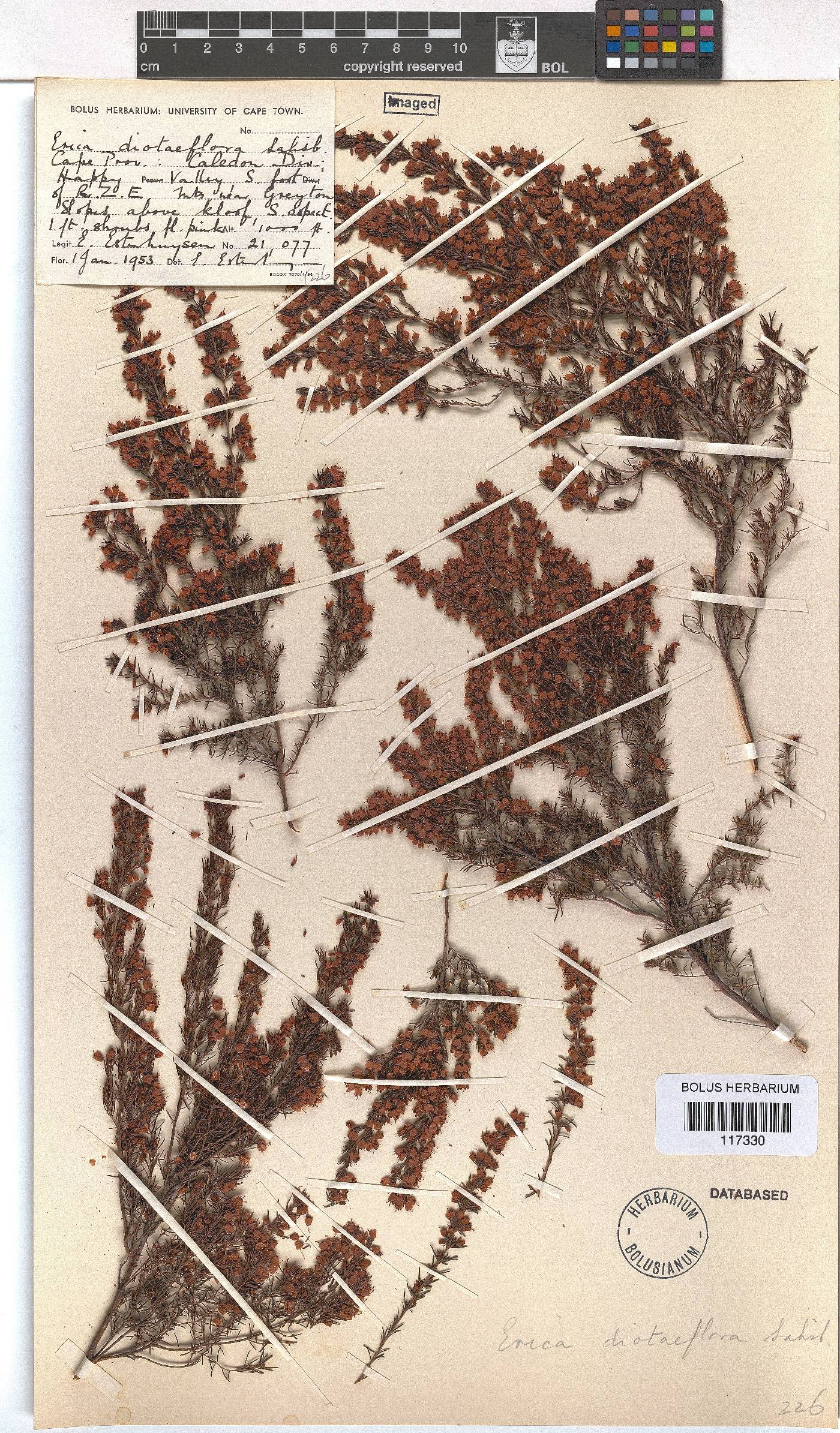 Erica diotiflora image