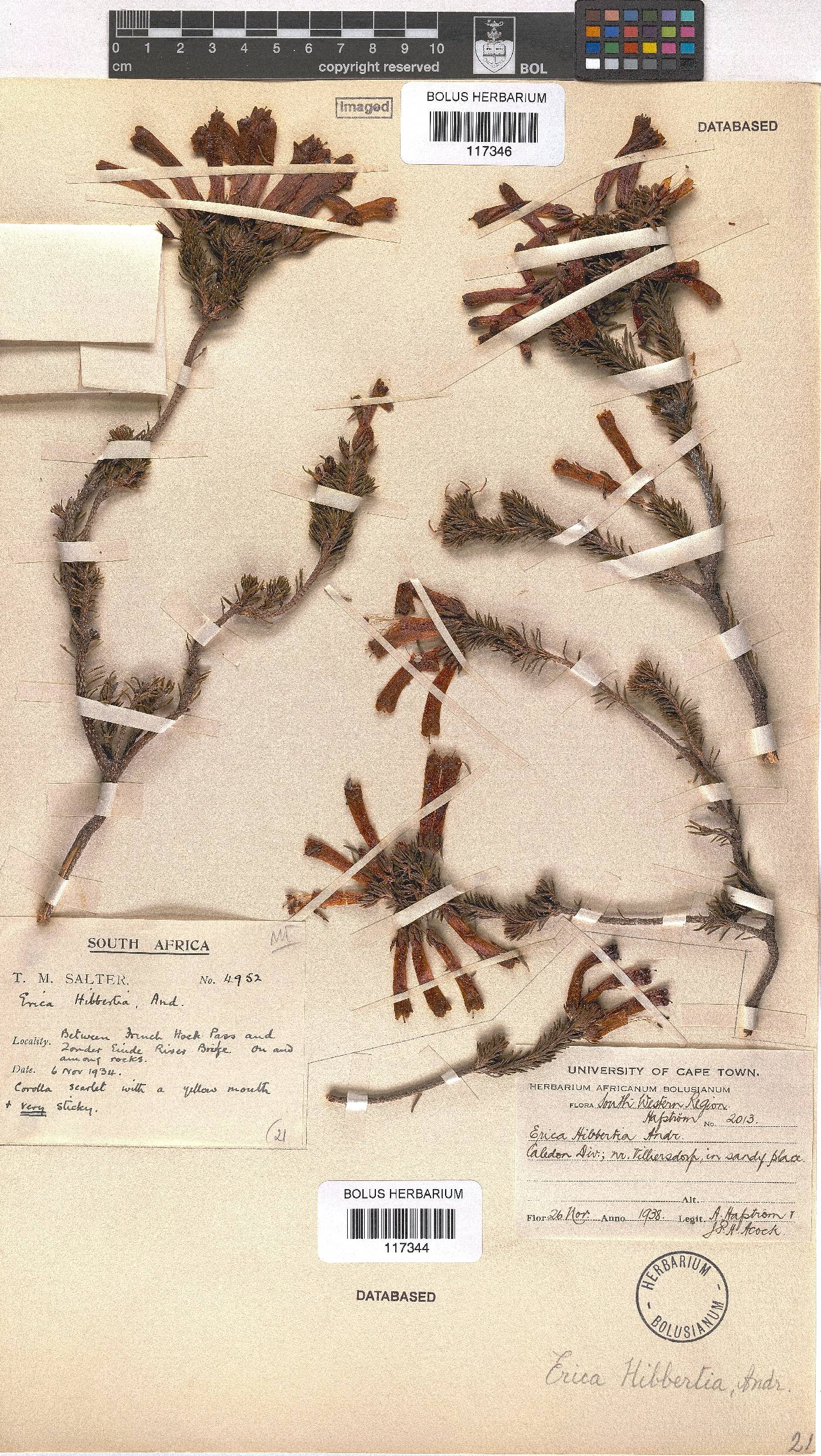 Erica ixanthera image