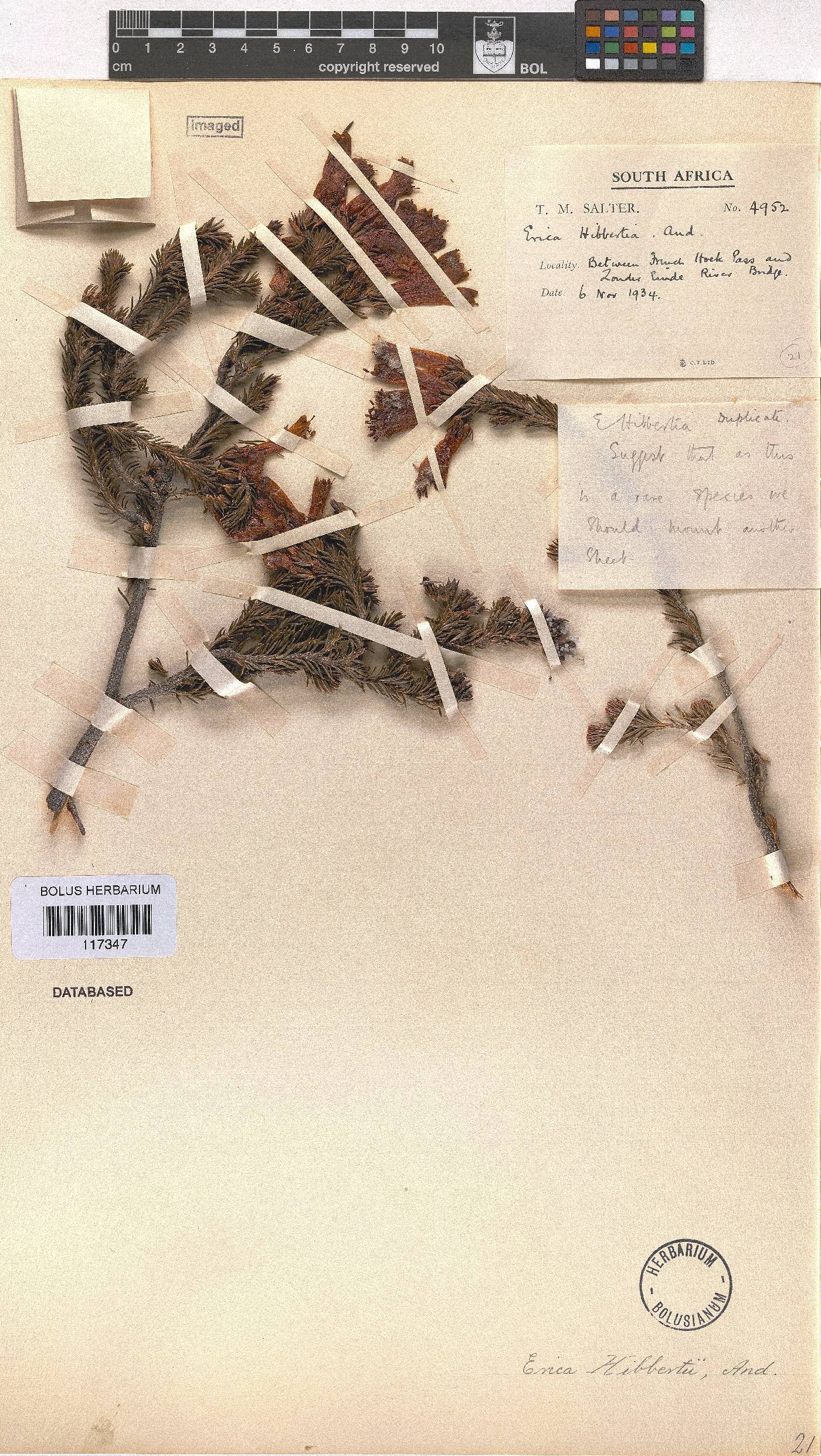 Erica ixanthera image