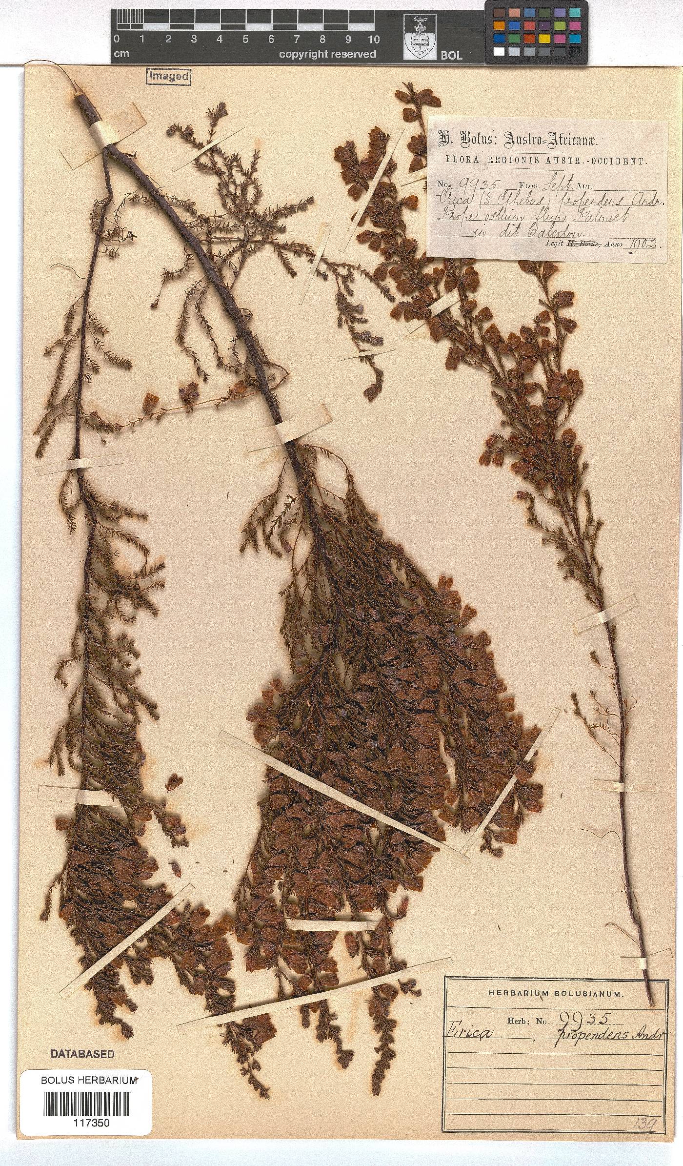 Erica propendens image