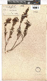 Erica propendens image