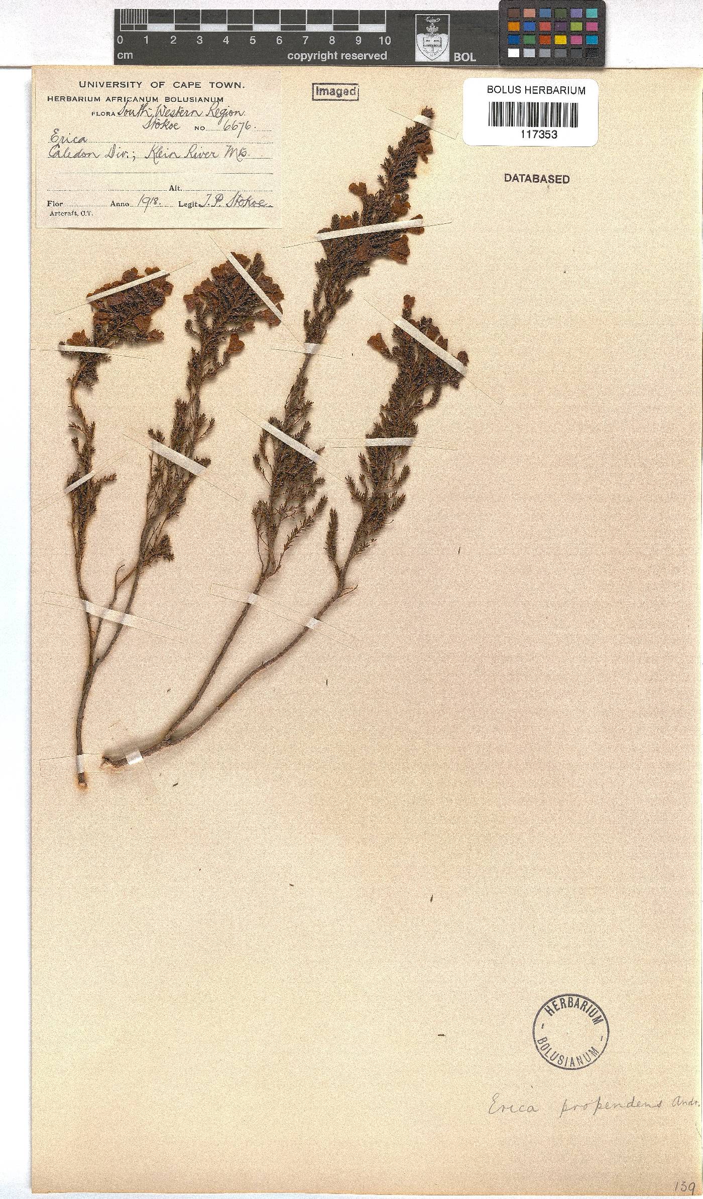 Erica propendens image