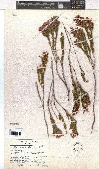 Erica hendricksei image