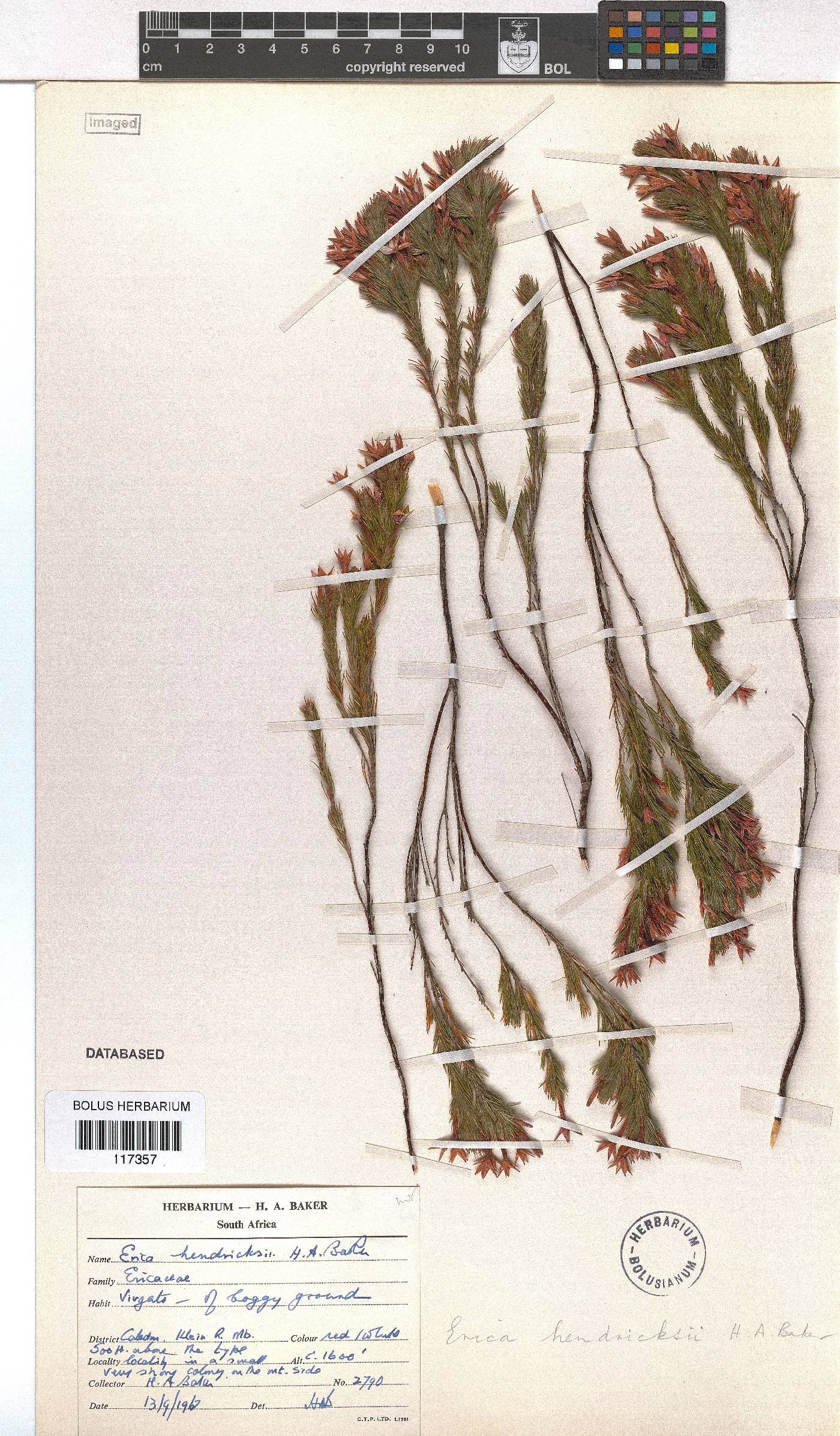 Erica hendricksei var. hendricksei image