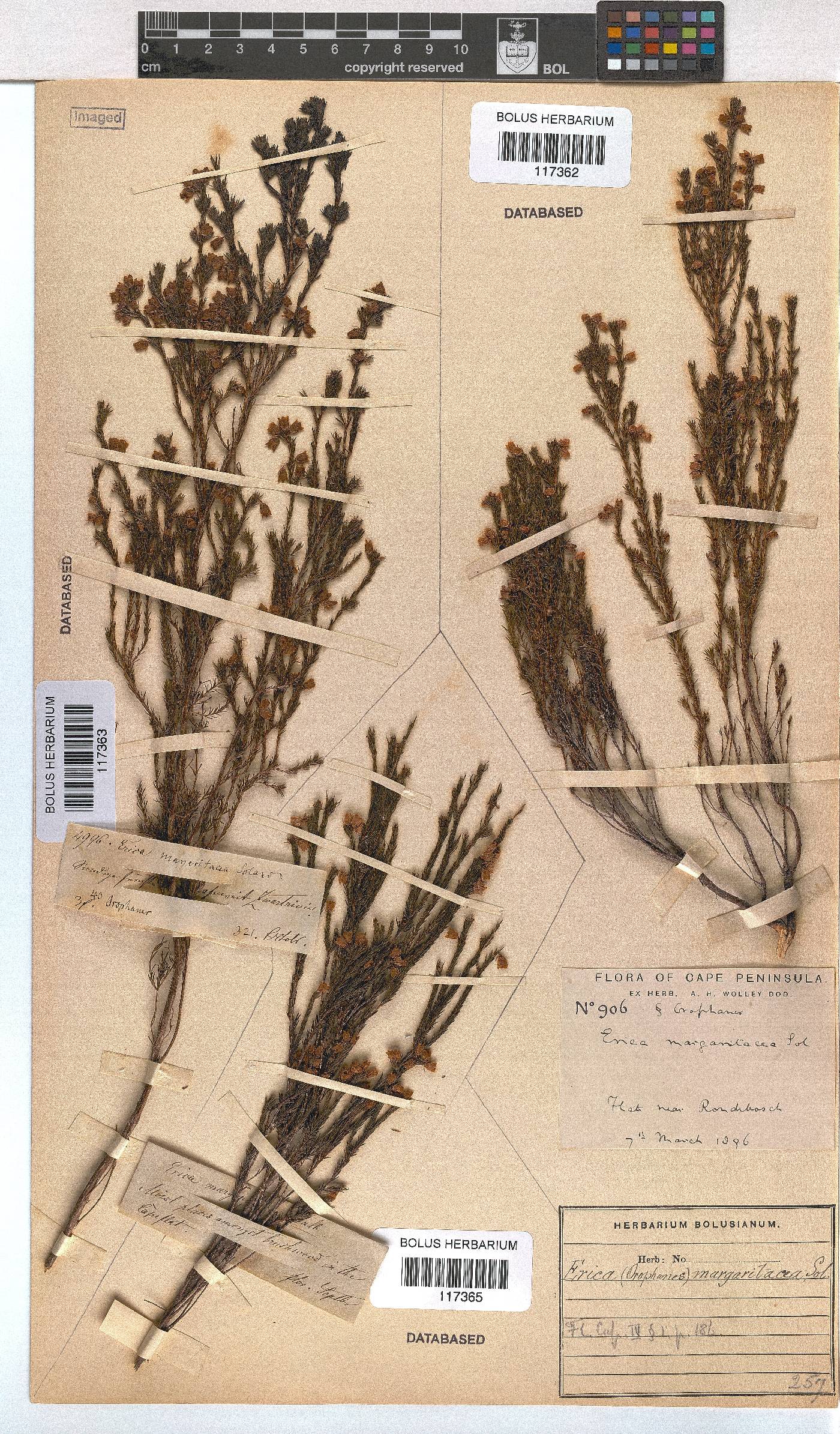 Erica margaritacea image