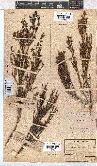 Erica margaritacea image