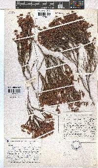 Erica margaritacea image