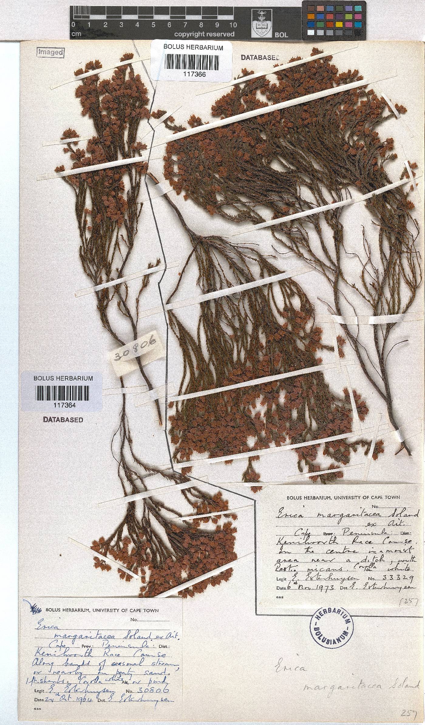 Erica margaritacea image