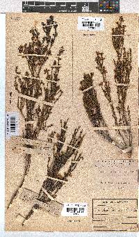 Erica margaritacea image