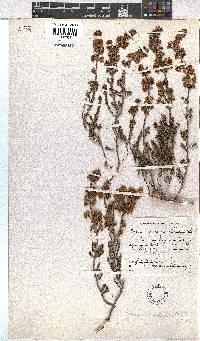 Erica margaritacea image