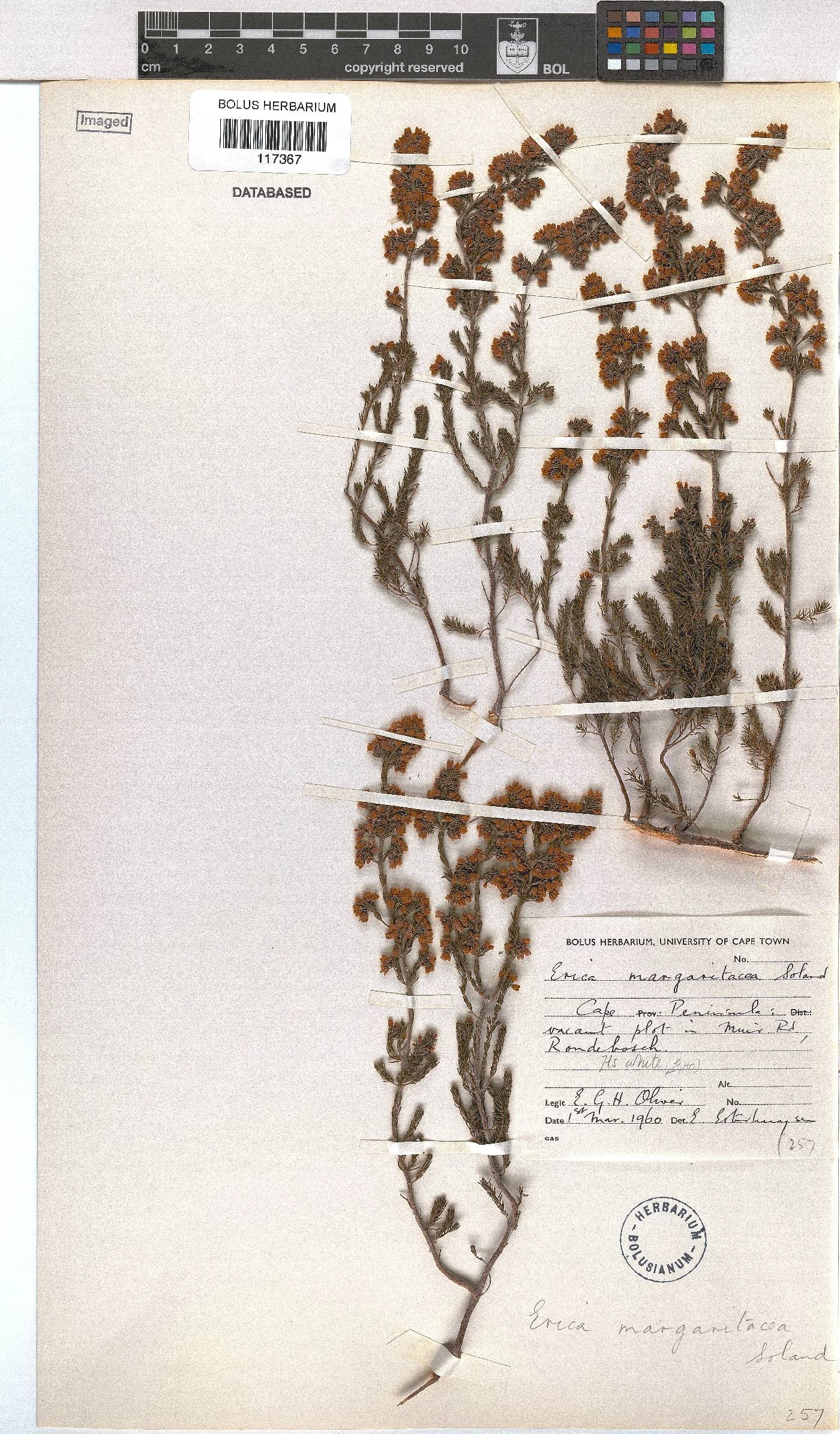 Erica margaritacea image