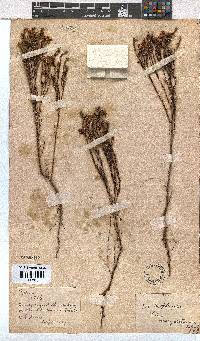 Erica margaritacea image