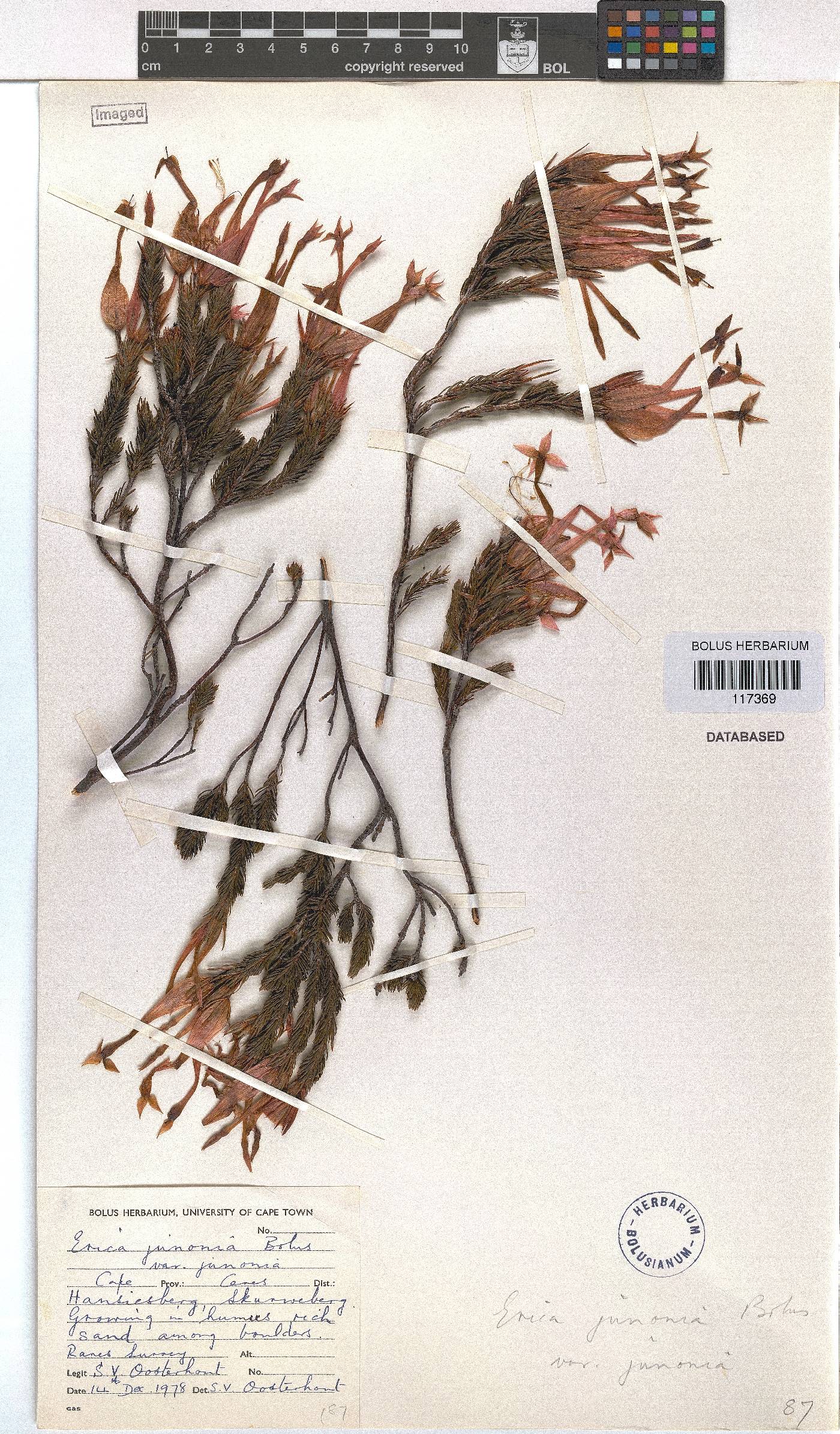 Erica junonia var. junonia image