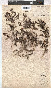 Erica lowryensis image