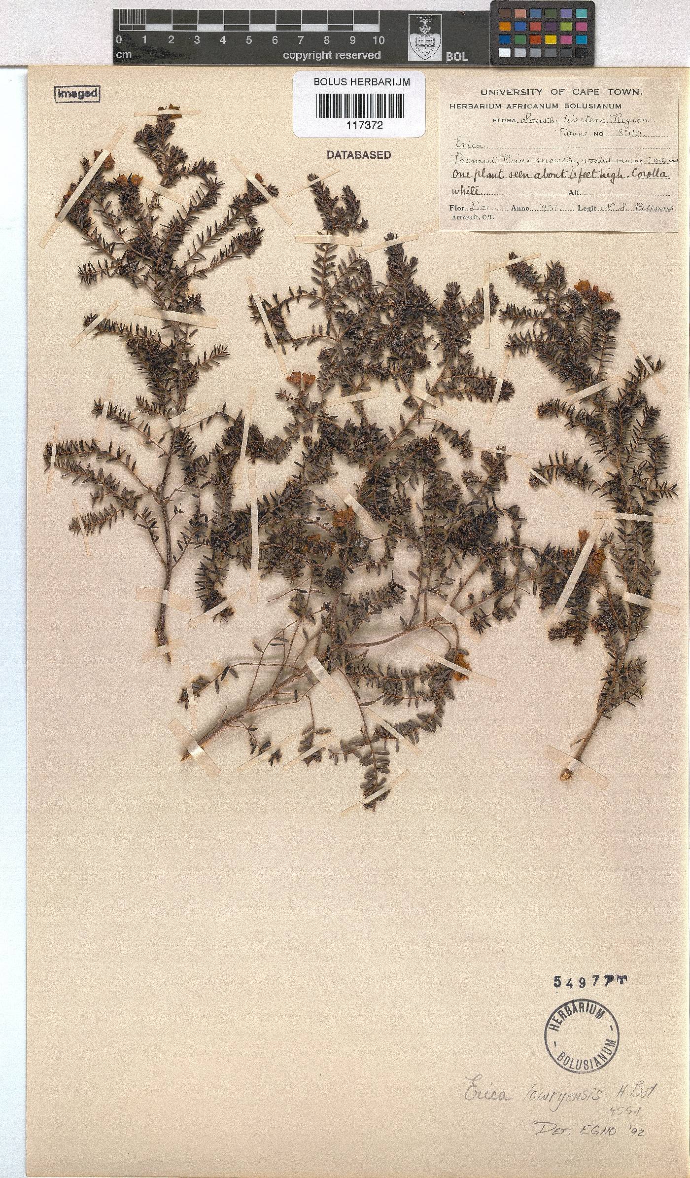 Erica lowryensis var. lowryensis image