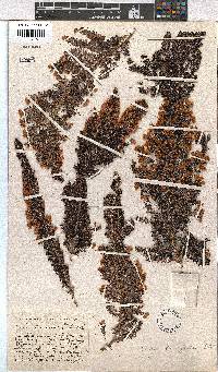 Erica lowryensis image