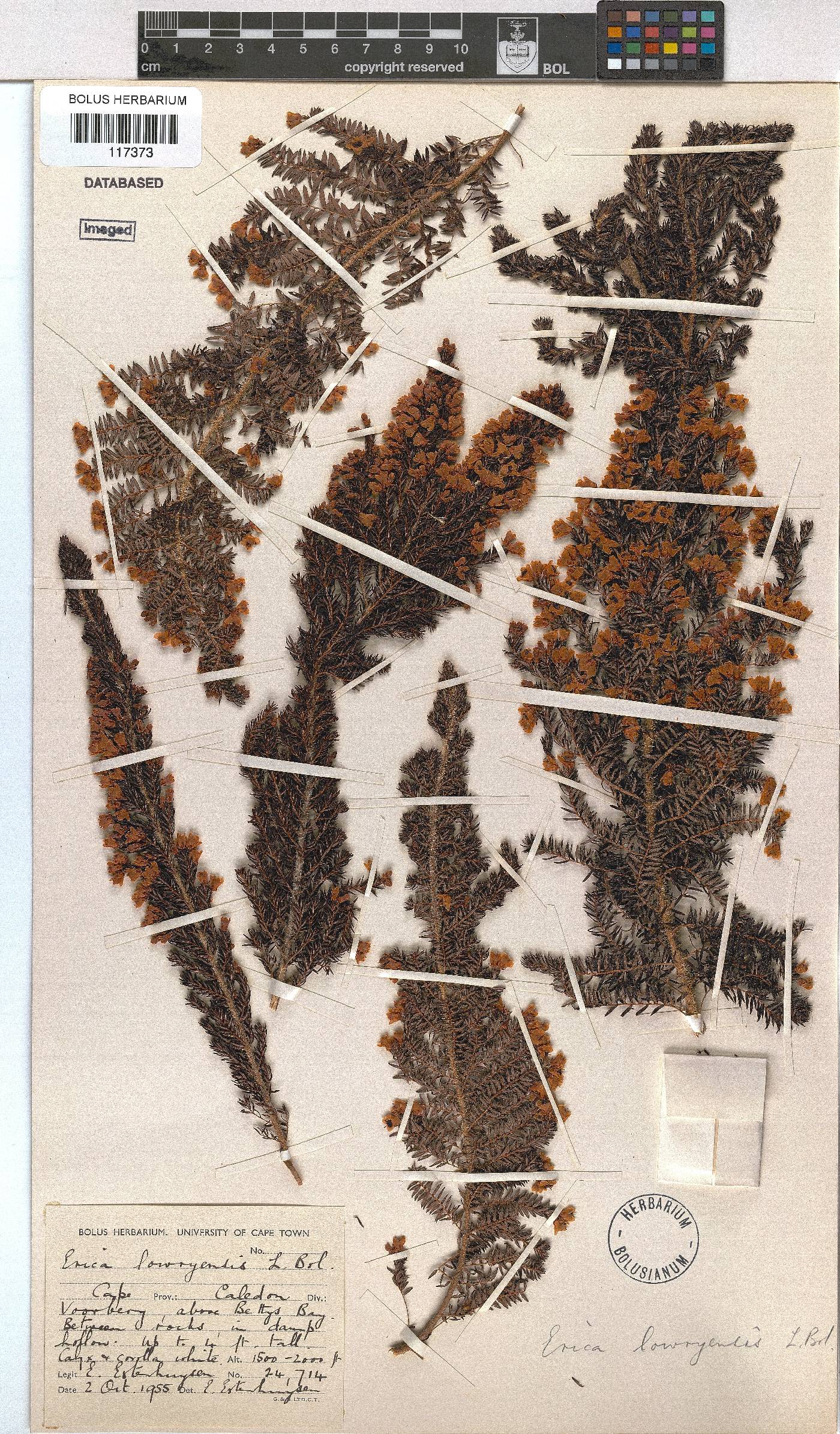Erica lowryensis var. lowryensis image