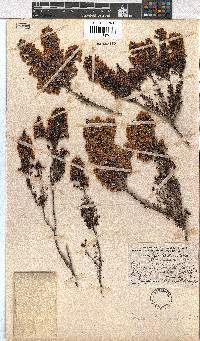 Erica lowryensis image