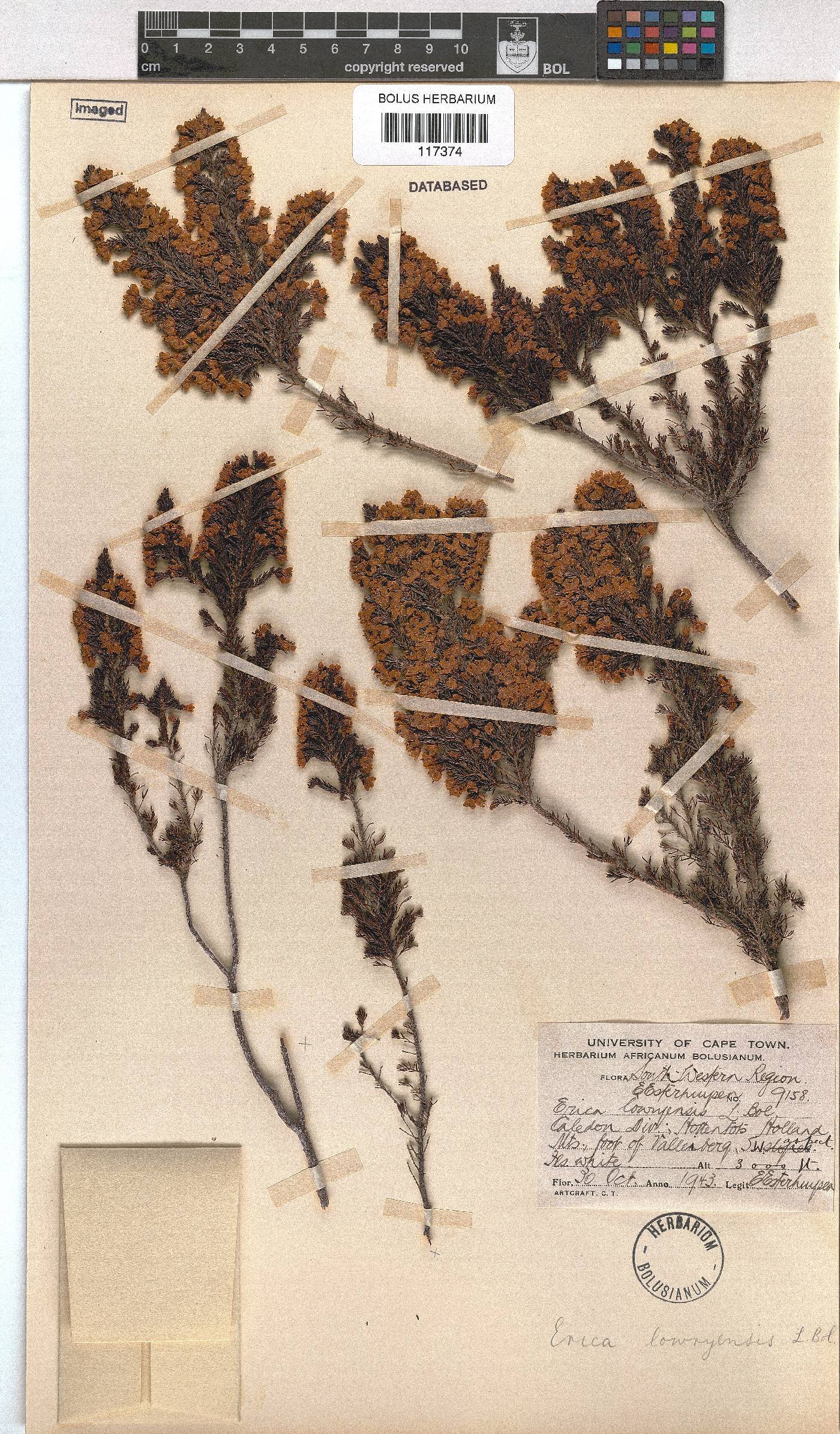 Erica lowryensis var. lowryensis image