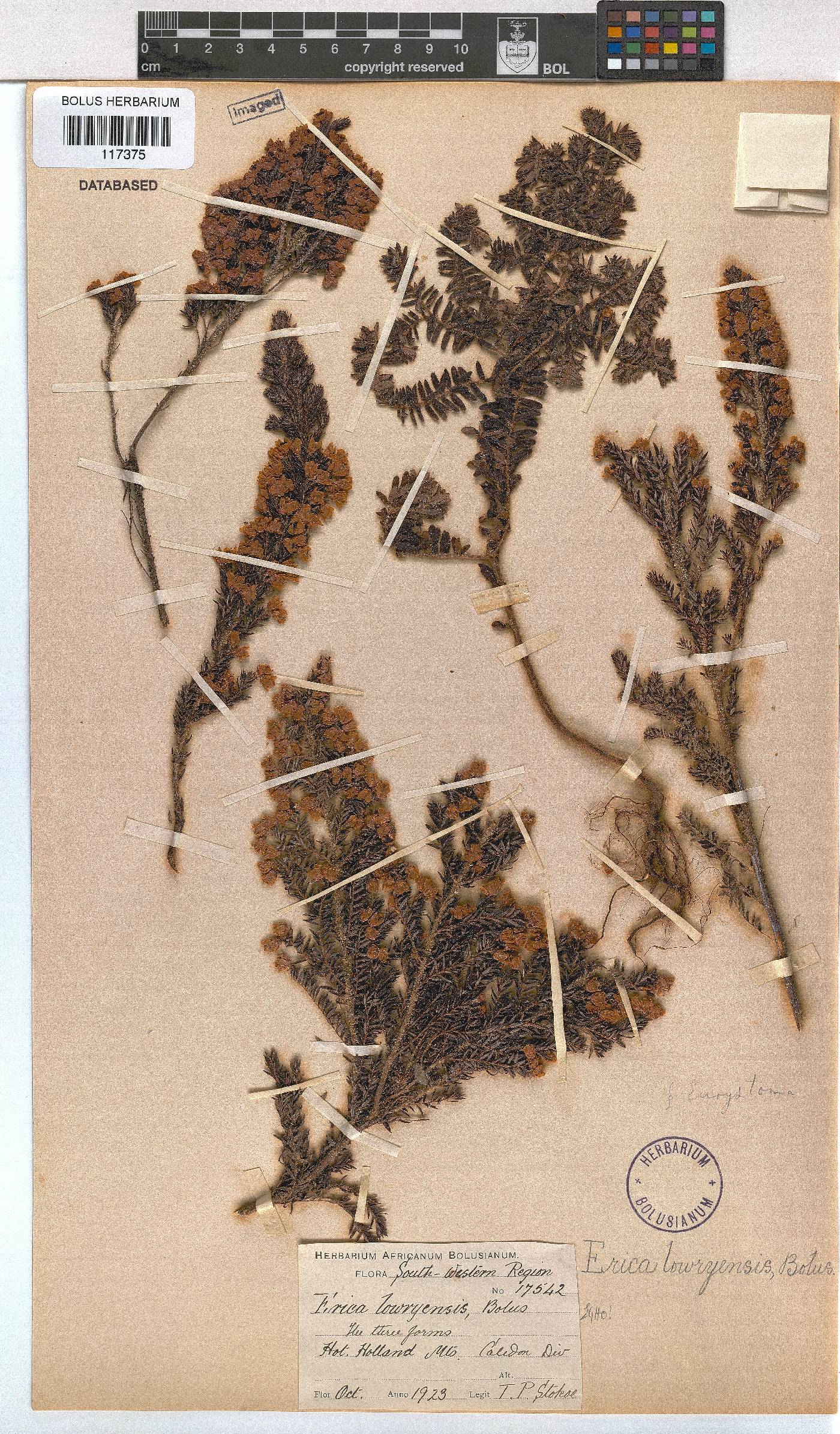 Erica lowryensis image