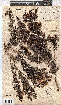 Erica lowryensis image