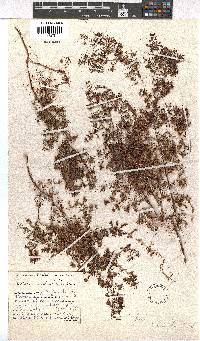 Erica paludicola image