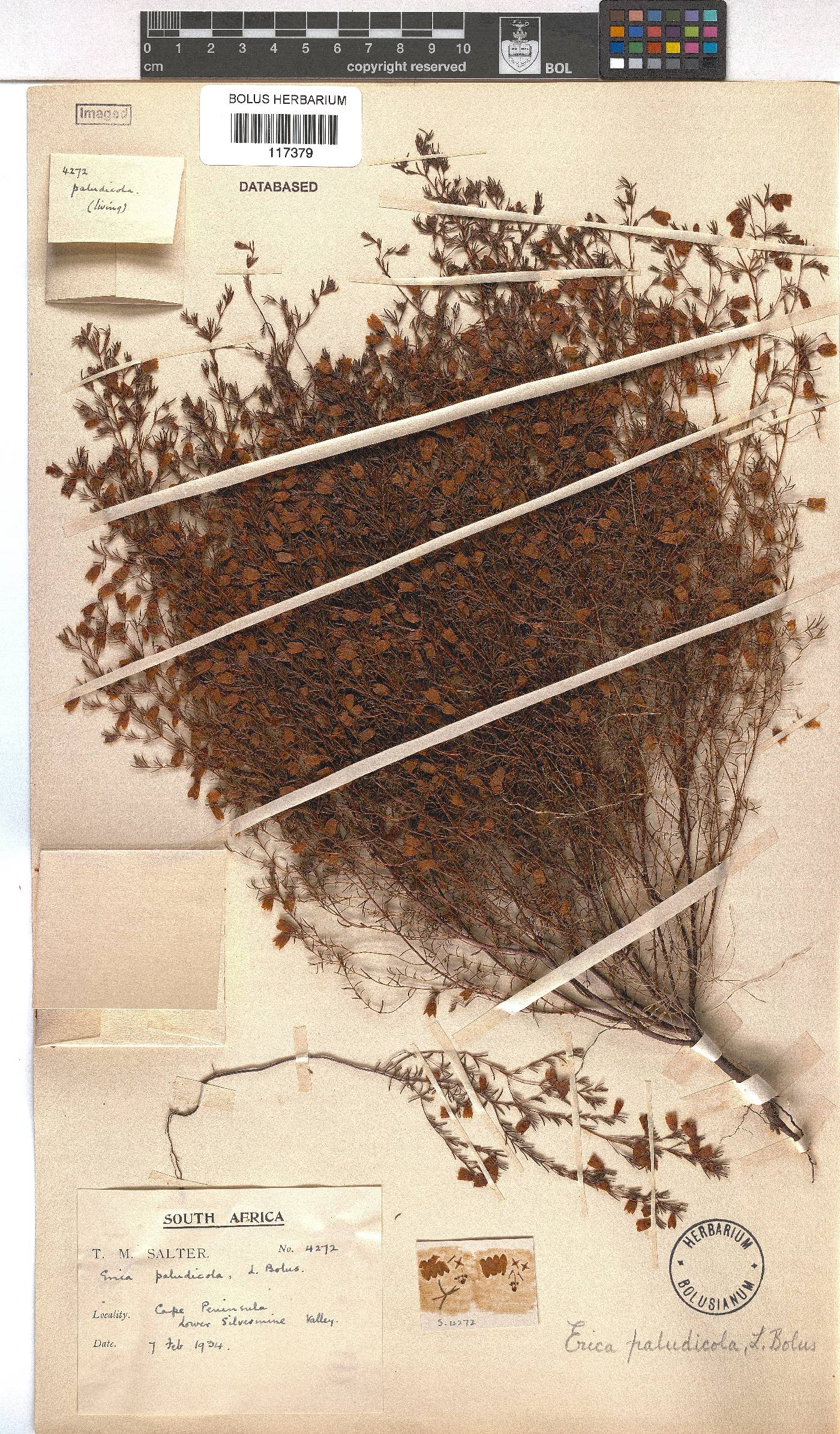 Erica paludicola image