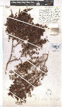 Erica paludicola image