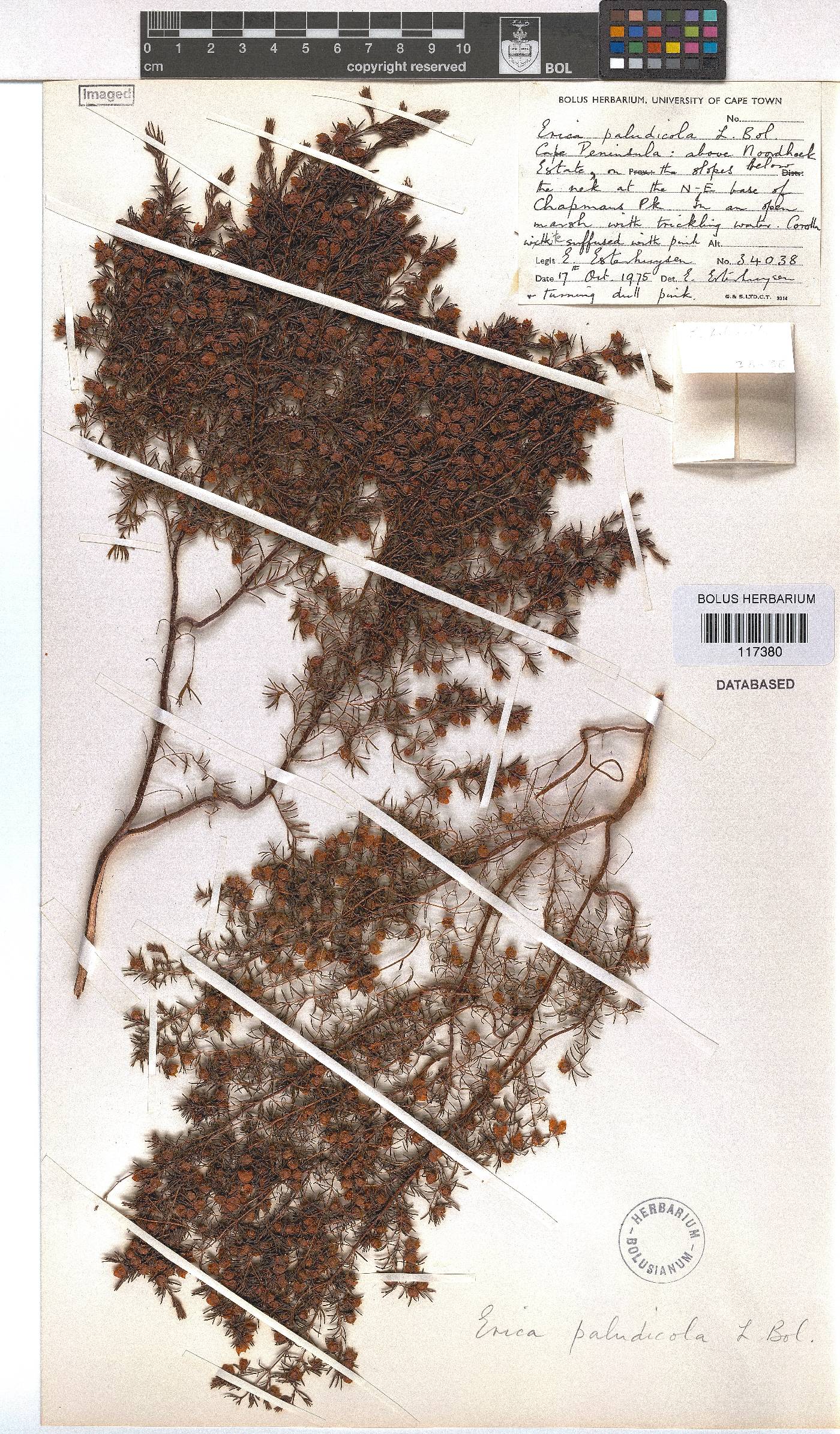 Erica paludicola image