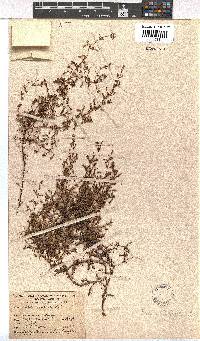 Erica paludicola image