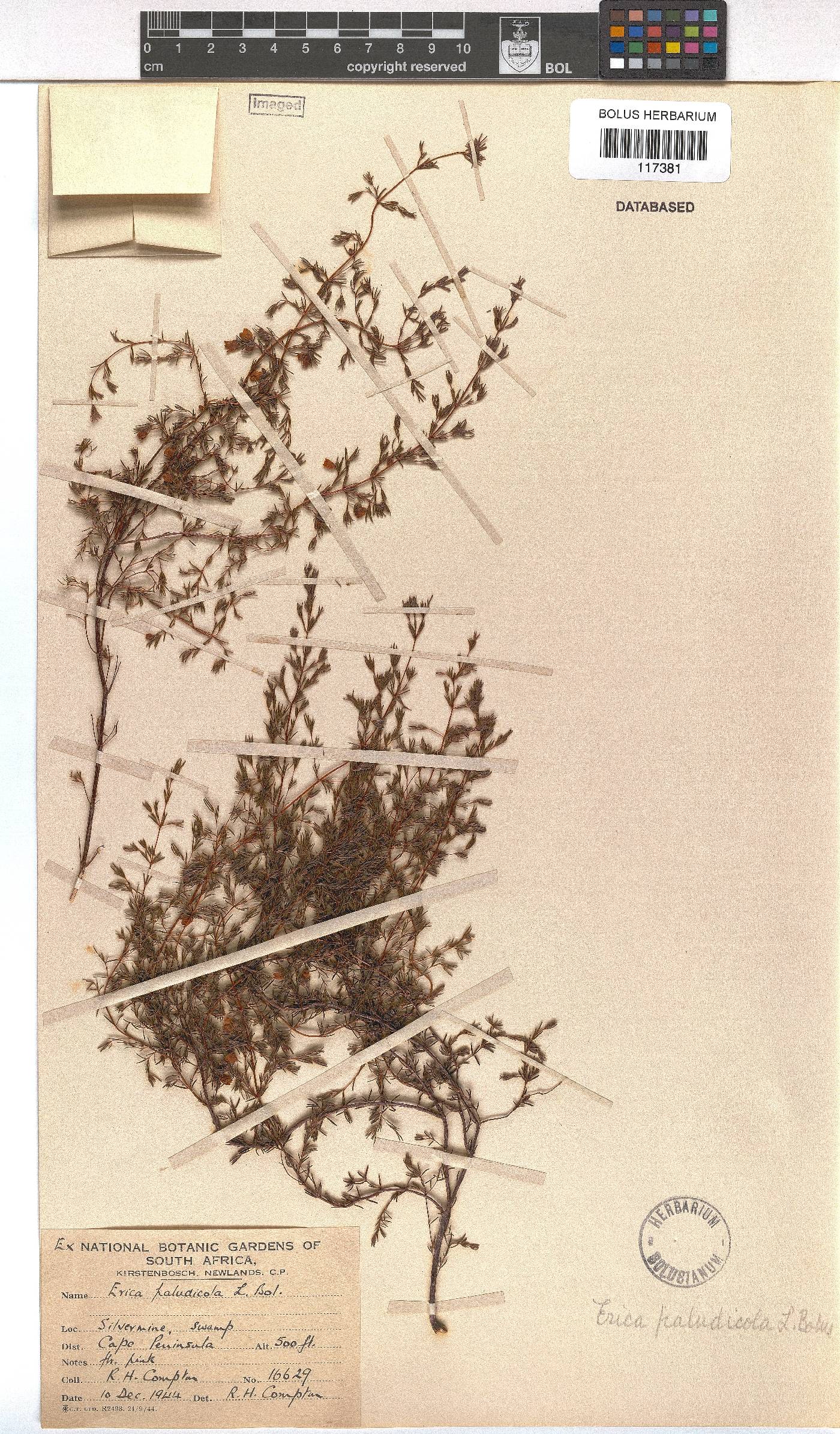 Erica paludicola image