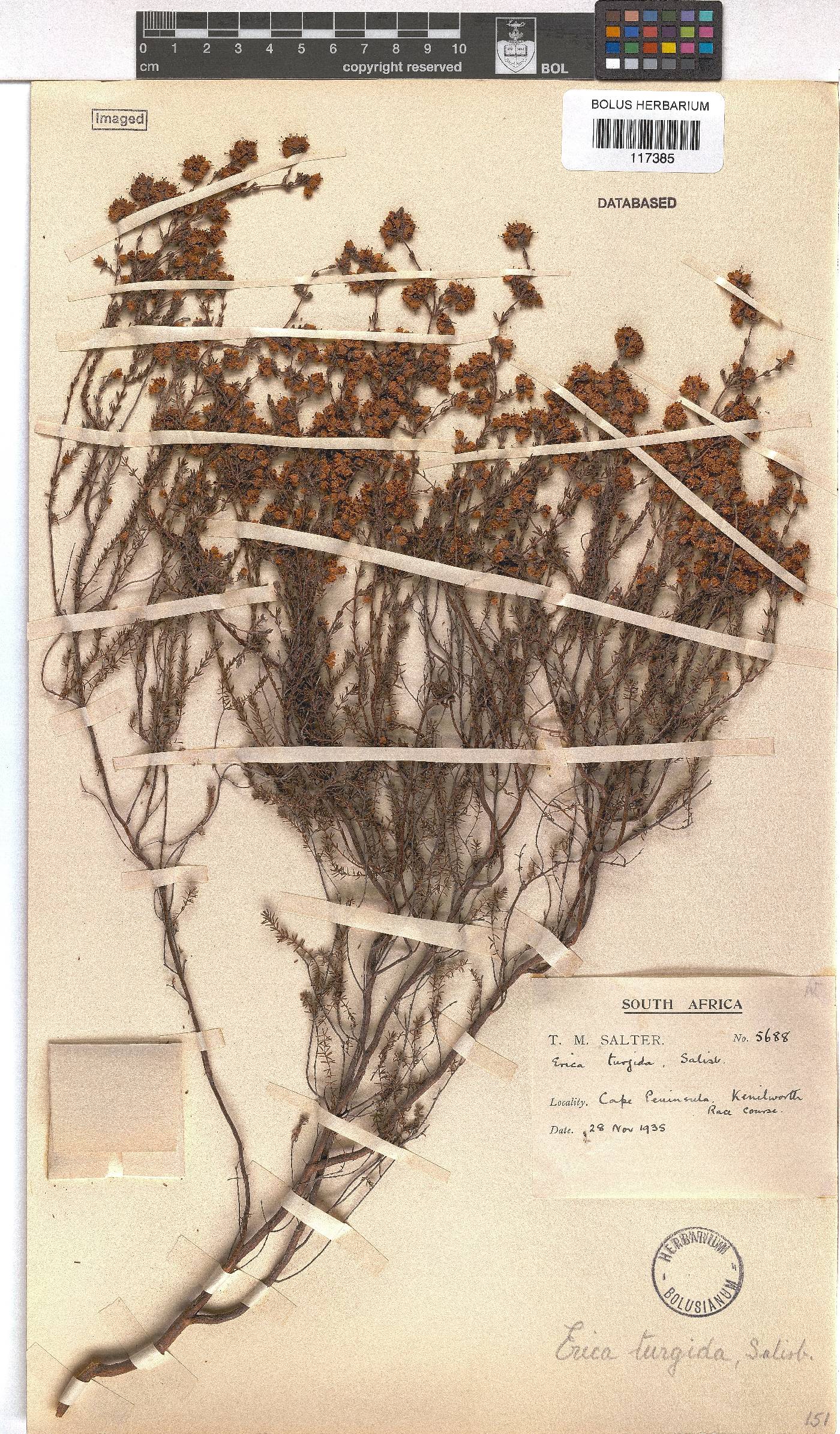 Erica turgida image
