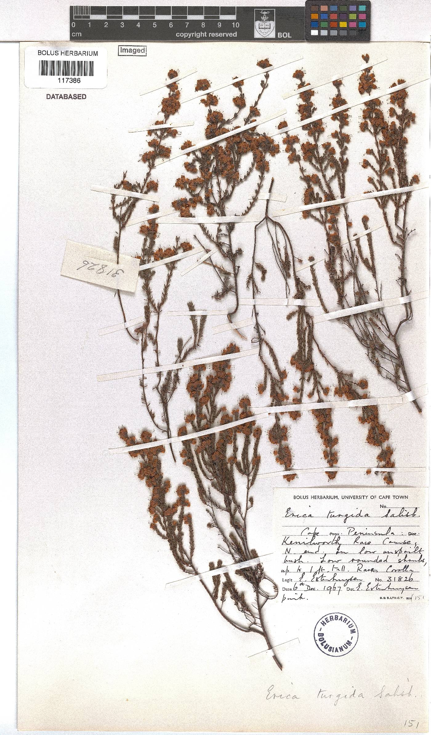 Erica turgida image