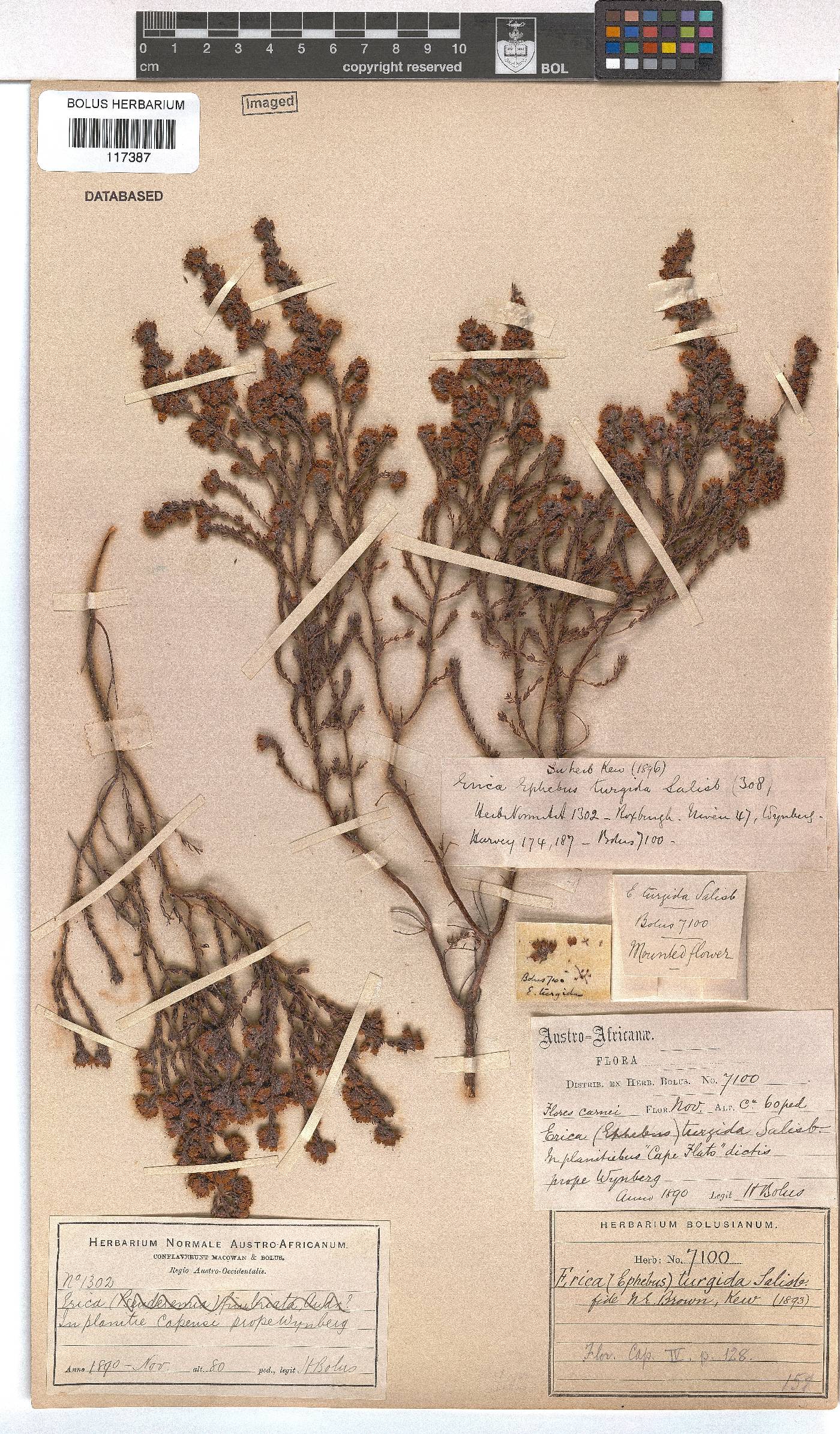 Erica turgida image