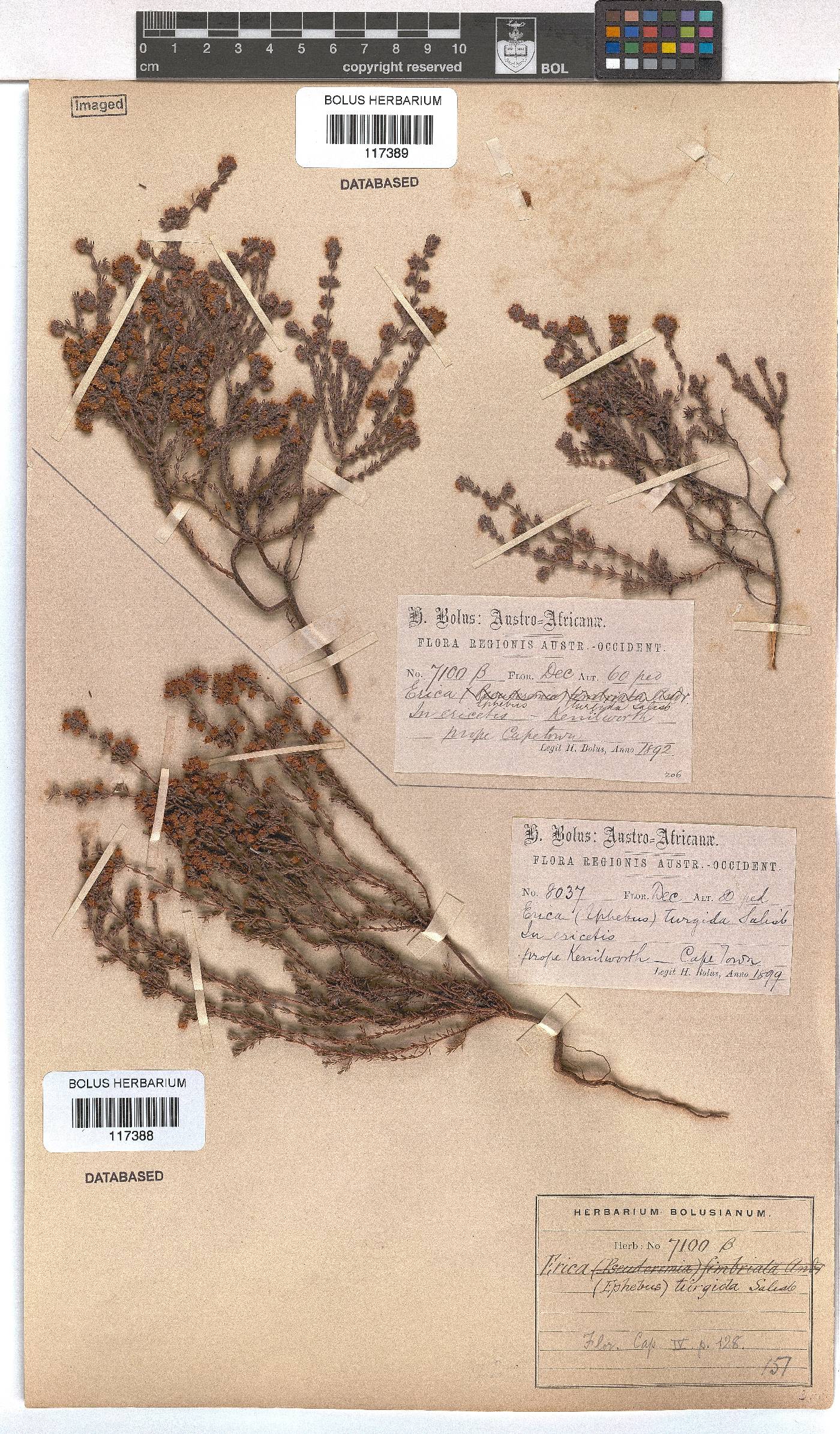 Erica turgida image