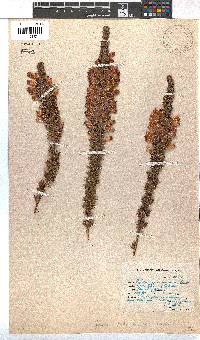 Erica viscaria subsp. pustulata image