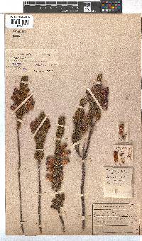 Erica viscaria subsp. pustulata image