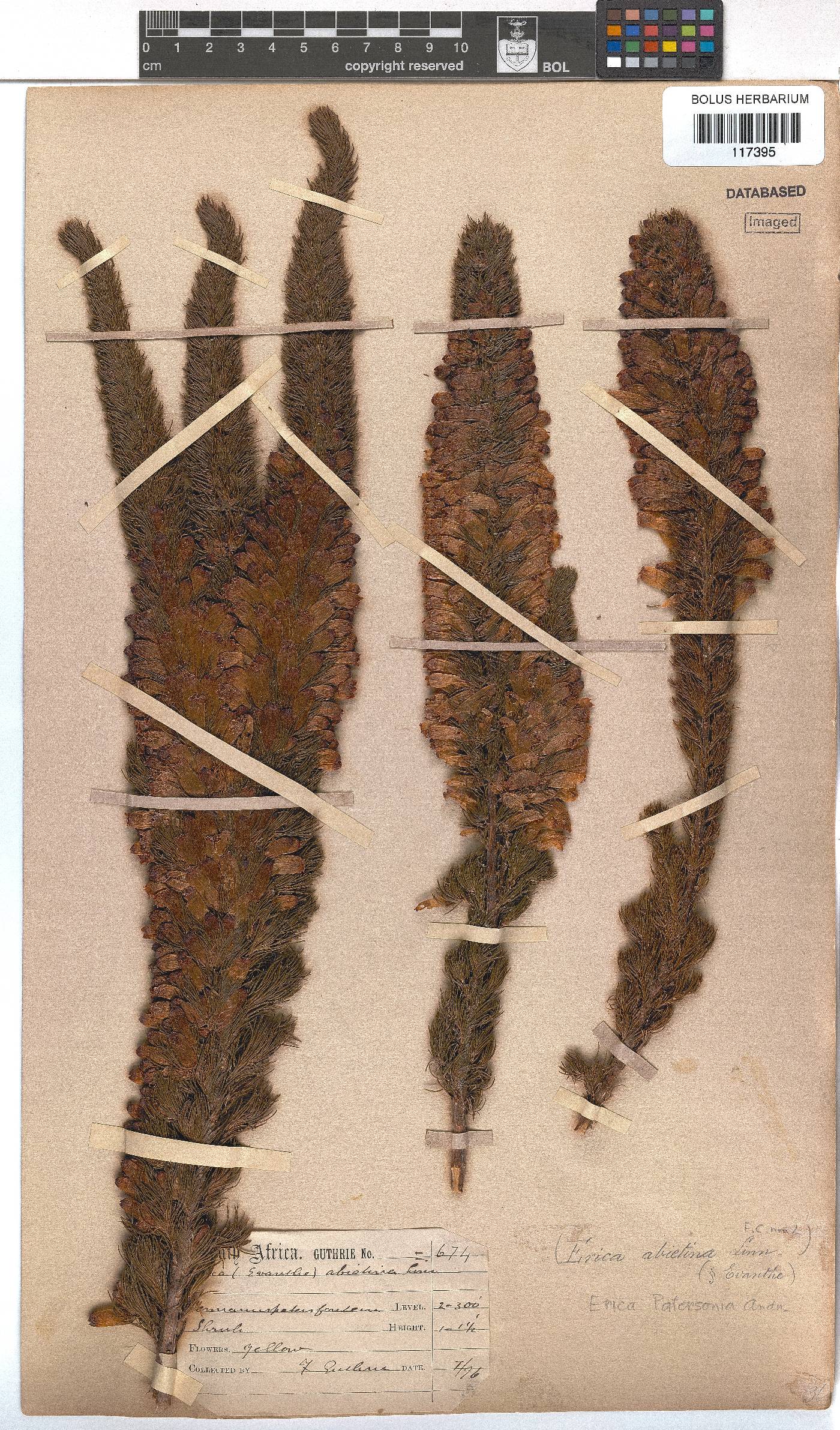 Erica viscaria subsp. pustulata image